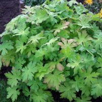 Geranium macrorrhizum ‘Czakor’