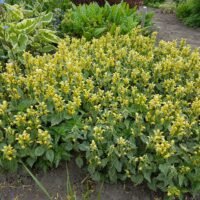 Lamium galeobdolon ‘Herman’s Pride’