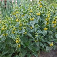 Lamium galeobdolon ‘Herman’s Pride’