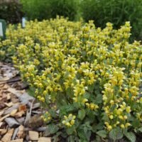 Lamium galeobdolon ‘Herman’s Pride’
