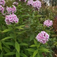 Phlox ‘Bright Eyes’