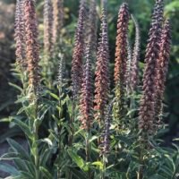 Digitalis parviflora ‘Milk chocolate’