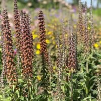 Digitalis parviflora ‘Milk chocolate’