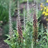 Digitalis parviflora ‘Milk chocolate’