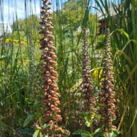 Digitalis parviflora ‘Milk chocolate’