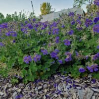 Geranium ‘Philippe Vapelle’