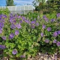 Geranium ‘Philippe Vapelle’