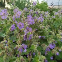 Geranium ‘Philippe Vapelle’