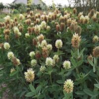 Trifolium ochroleucum