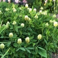 Trifolium ochroleucum