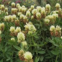 Trifolium ochroleucum