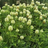 Trifolium ochroleucum