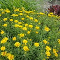 Inula ensifolia ‘Compacta’