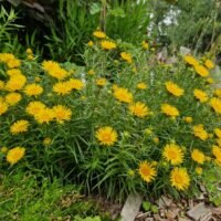 Inula ensifolia ‘Compacta’