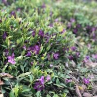 Vinca minor ‘Atropurpurea’