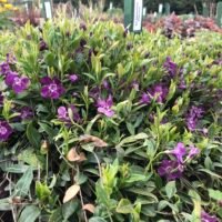 Vinca minor ‘Atropurpurea’