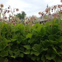 Geum ‘Pink Frills’