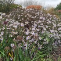 Aster ‘Lutetia’