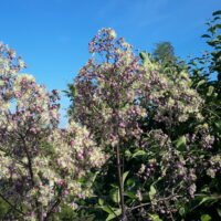 Thalictrum aguilegifolium ‘Elin’