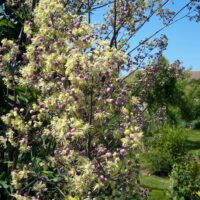 Thalictrum aguilegifolium ‘Elin’
