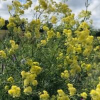 Thalictrum flavum ssp. glaucum