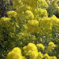Thalictrum flavum ssp. glaucum