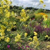 Thalictrum flavum ssp. glaucum