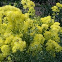 Thalictrum flavum ssp. glaucum