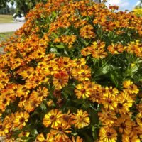 Helenium ‘Rauchtopas’