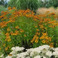 Helenium ‘Rauchtopas’
