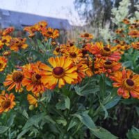 Helenium ‘Rauchtopas’