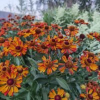 Helenium ‘Rauchtopas’