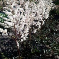 Astilbe japonica ‘Bronzelaub’