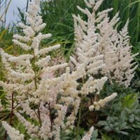 Astilbe japonica ‘Bronzelaub’