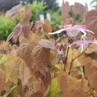 Epimedium grandiflorum ‘Nanum’