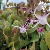 Epimedium grandiflorum ‘Nanum’