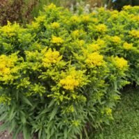 Solidago ‘Early Bird’