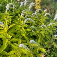 Lysimachia clethroides