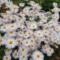 Erigeron ‘Sommerneuschnee’