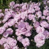 Dianthus ‘Helen’