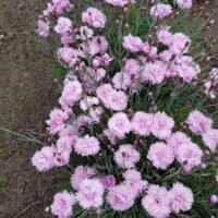 Dianthus ‘Helen’