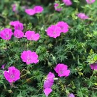 Geranium ‘Max Frei’