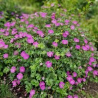 Geranium ‘Max Frei’