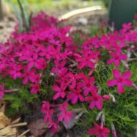 Phlox douglasii ‘Ochsenblut’