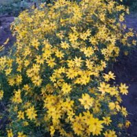 Coreopsis verticillata