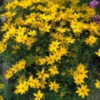 Coreopsis verticillata