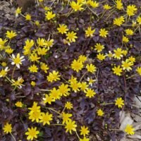 Ficaria verna ‘Brazen Hussy’