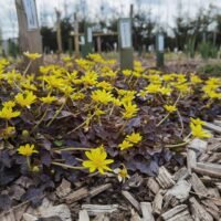 Ficaria verna ‘Brazen Hussy’