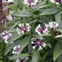 Centaurea montana ‘Amethyst in Snow’