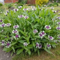 Centaurea montana ‘Amethyst in Snow’